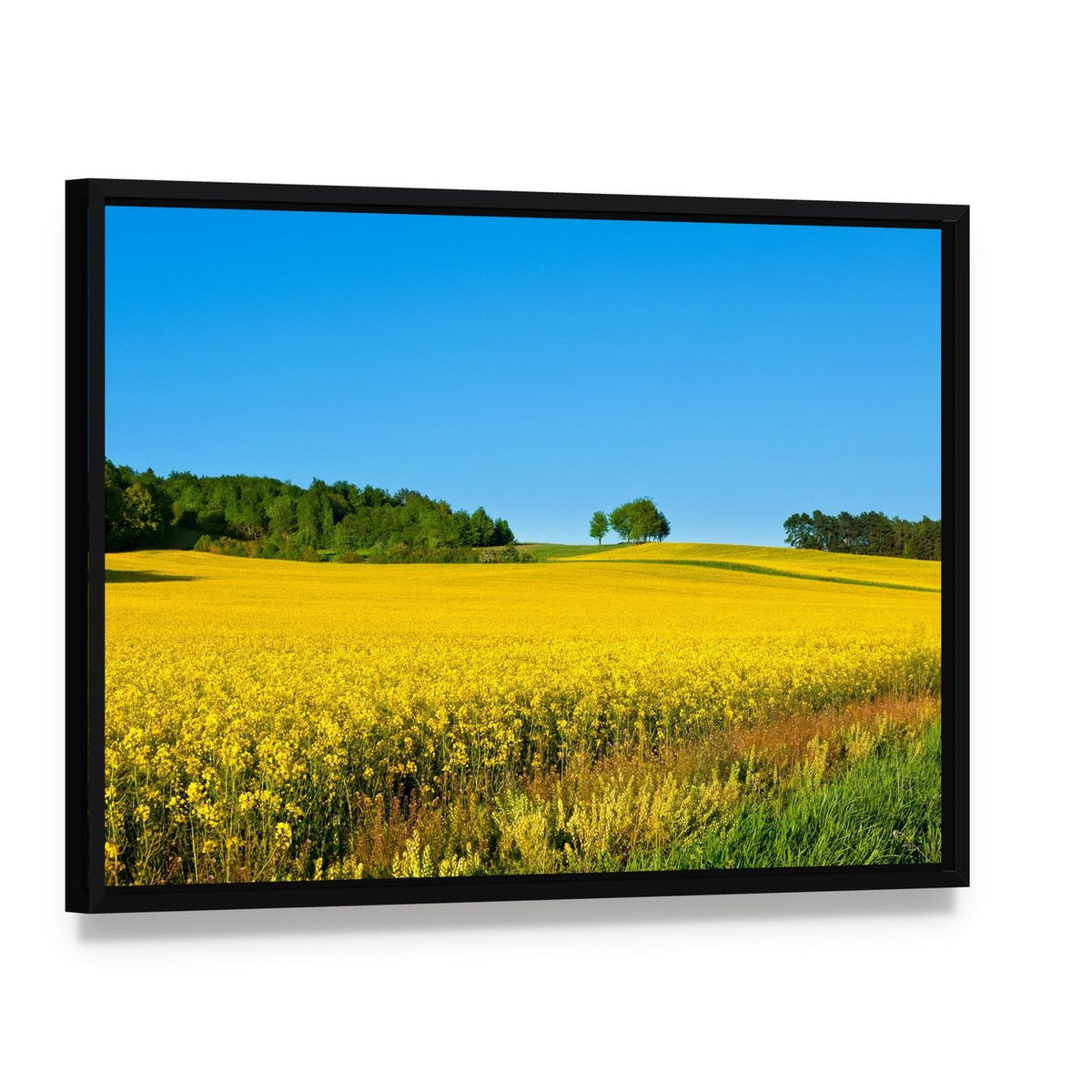 Rapeseed Field with Forest Canvas Wall Art, framed canvas in a black floater frame, angled product view