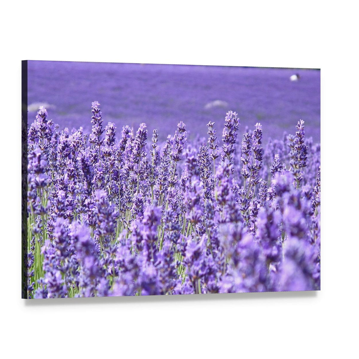Blooming Lavender Field Canvas Wall Art, single panel gallery wrapped canvas, angled product view
