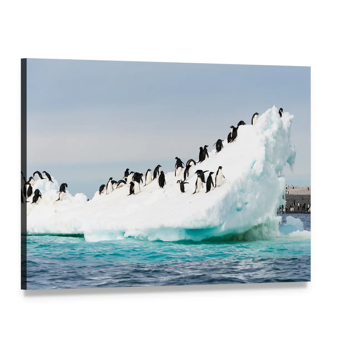 Penguin Colony on Antarctic Iceberg Canvas Wall Art, single panel gallery wrapped canvas, angled product view