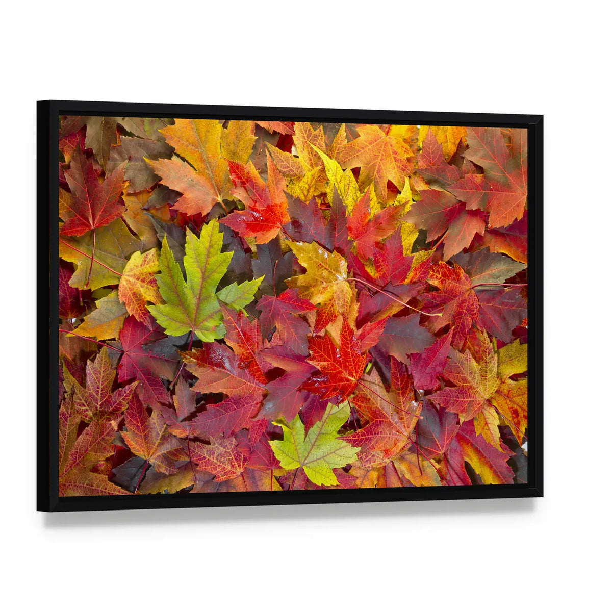 Colorful Maple Leaves Canvas Wall Art, framed canvas in a black floater frame, angled product view