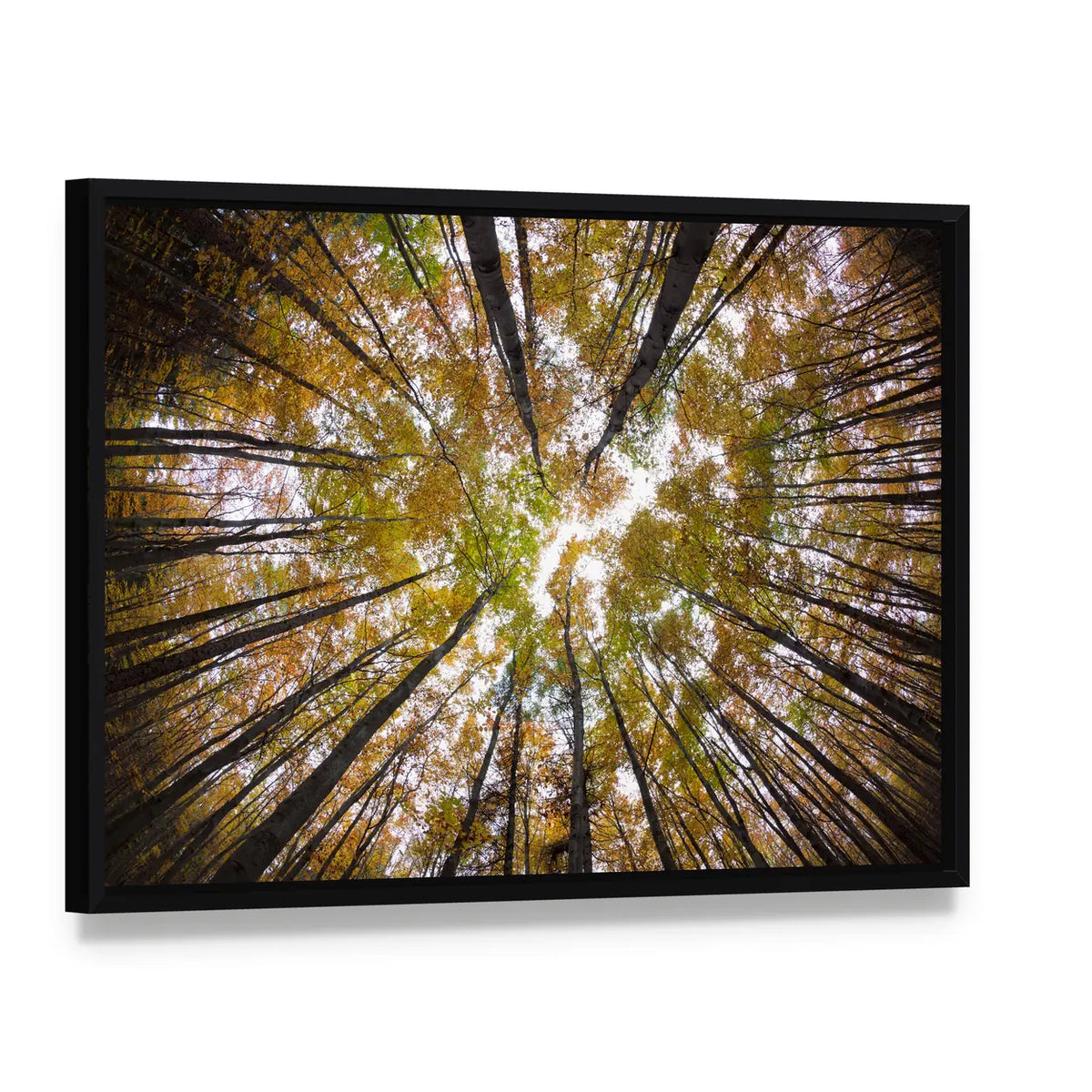 Autumn Forest Treetops Canvas Wall Art, framed canvas in a black floater frame, angled product view