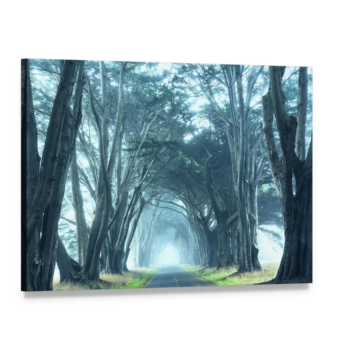 Misty Trees Alley In Foggy Weather Canvas Wall Art, single panel gallery wrapped canvas, angled product view