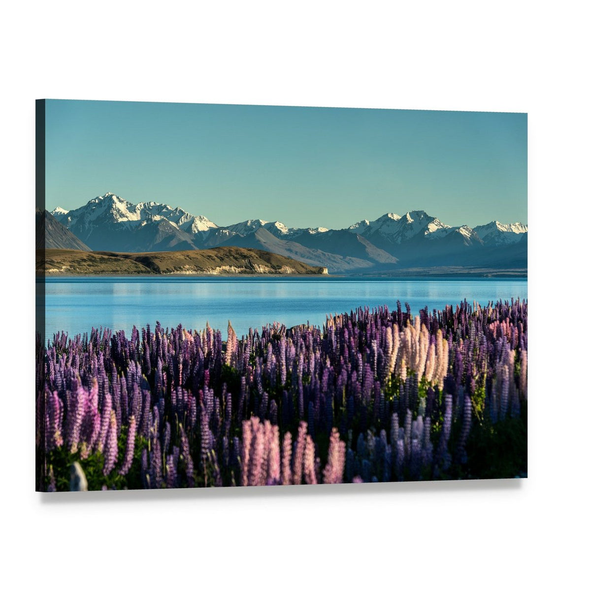Lake Tekapo Purple Lupine Field Canvas Wall Art, single panel gallery wrapped canvas, angled product view
