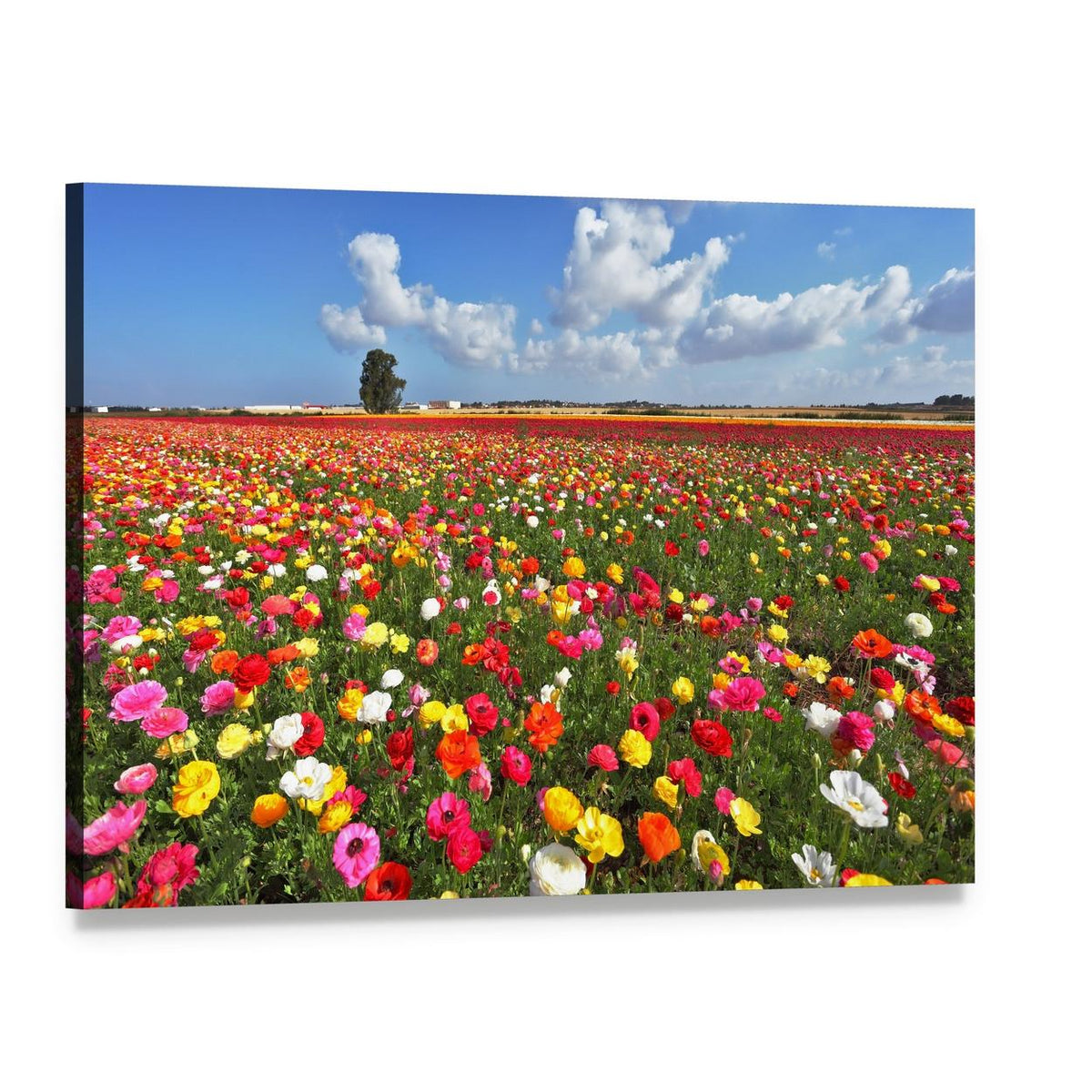 Vibrant Ranunculus Flower Field Canvas Wall Art, single panel gallery wrapped canvas, angled product view