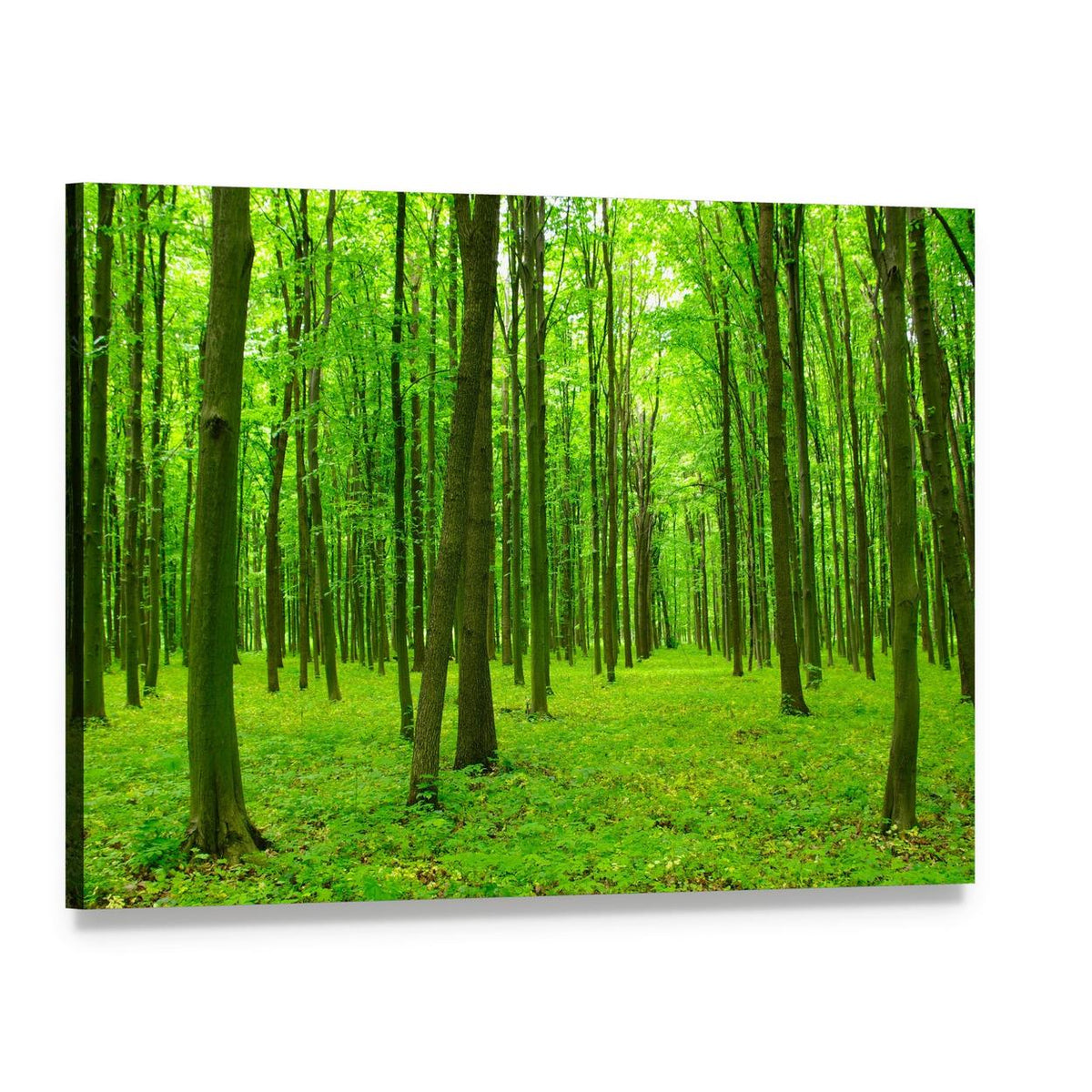 Spring Forest with Tall Trees Canvas Wall Art, single panel gallery wrapped canvas, angled product view
