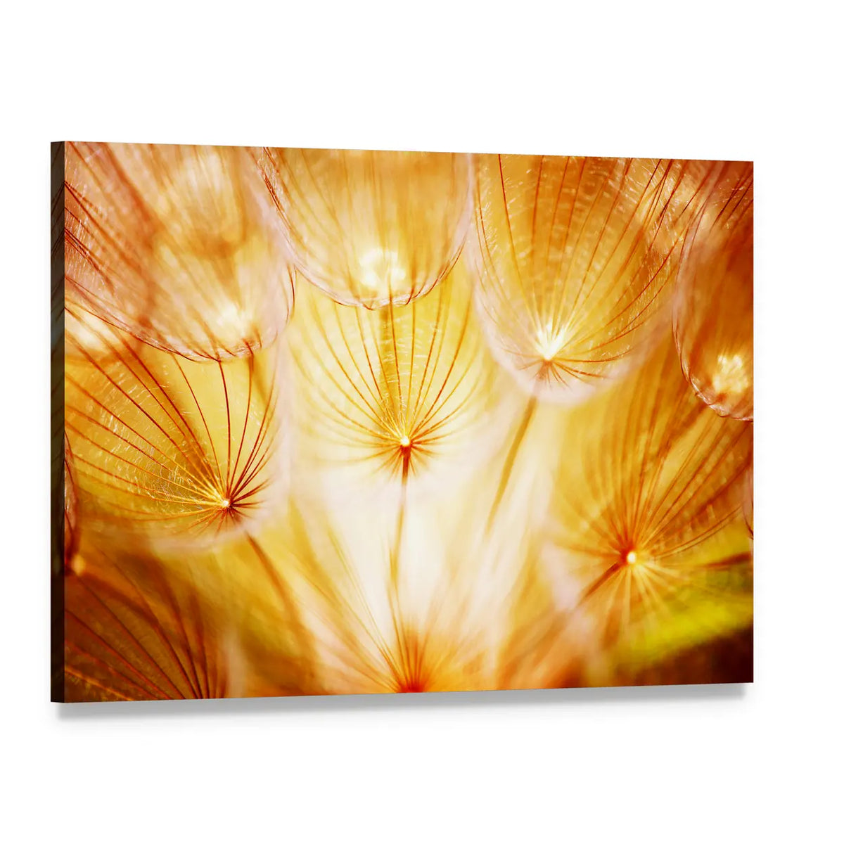 Soft Dandelion Flower Canvas Wall Art, single panel gallery wrapped canvas, angled product view