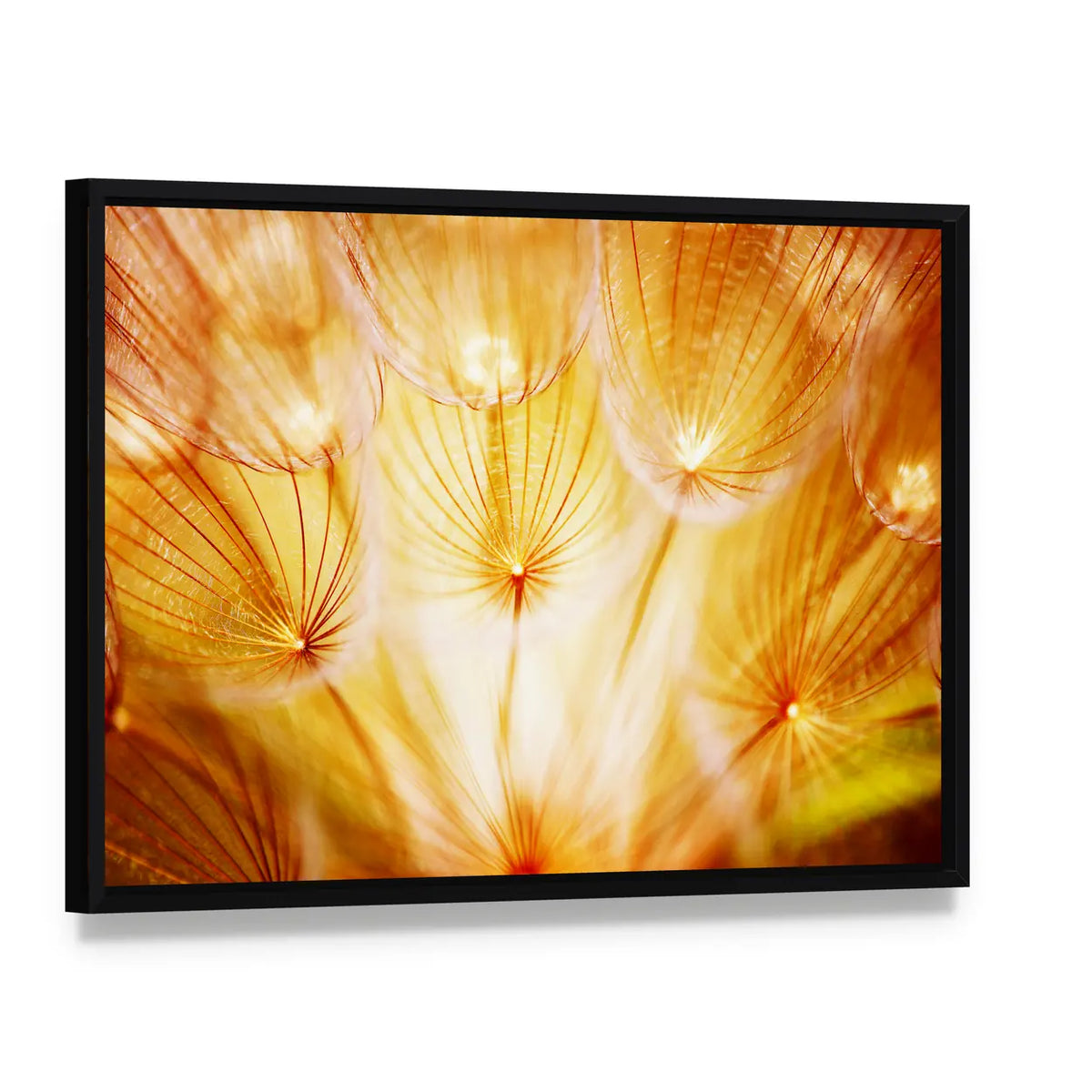 Soft Dandelion Flower Canvas Wall Art, framed canvas in a black floater frame, angled product view
