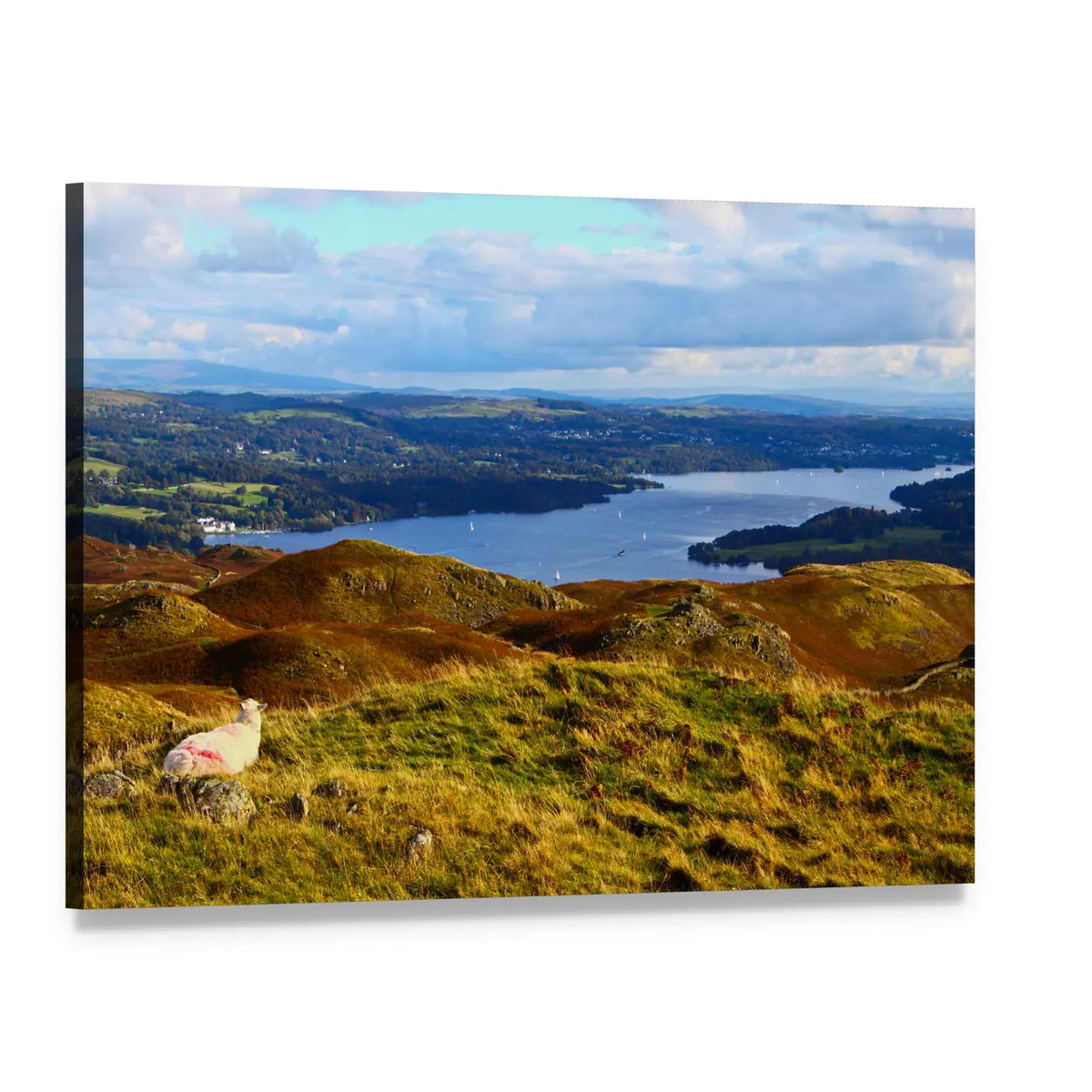 Sheep Overlooking Lake and Rolling Hills Canvas Wall Art, single panel gallery wrapped canvas, angled product view