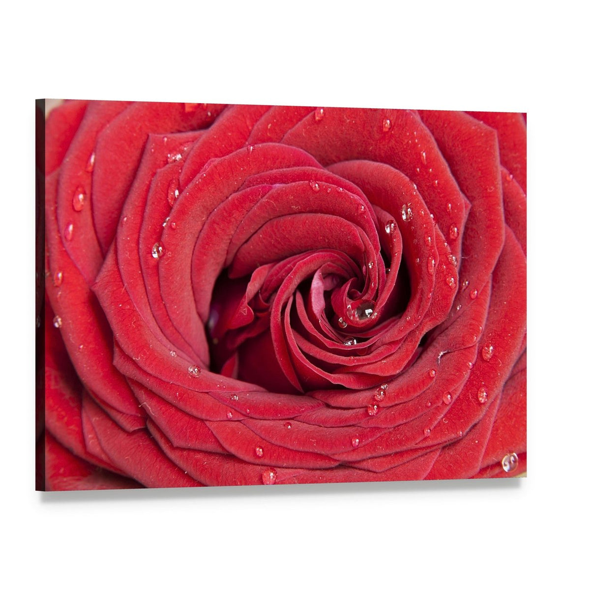 Red Rose Close Up Canvas Wall Art, single panel gallery wrapped canvas, angled product view