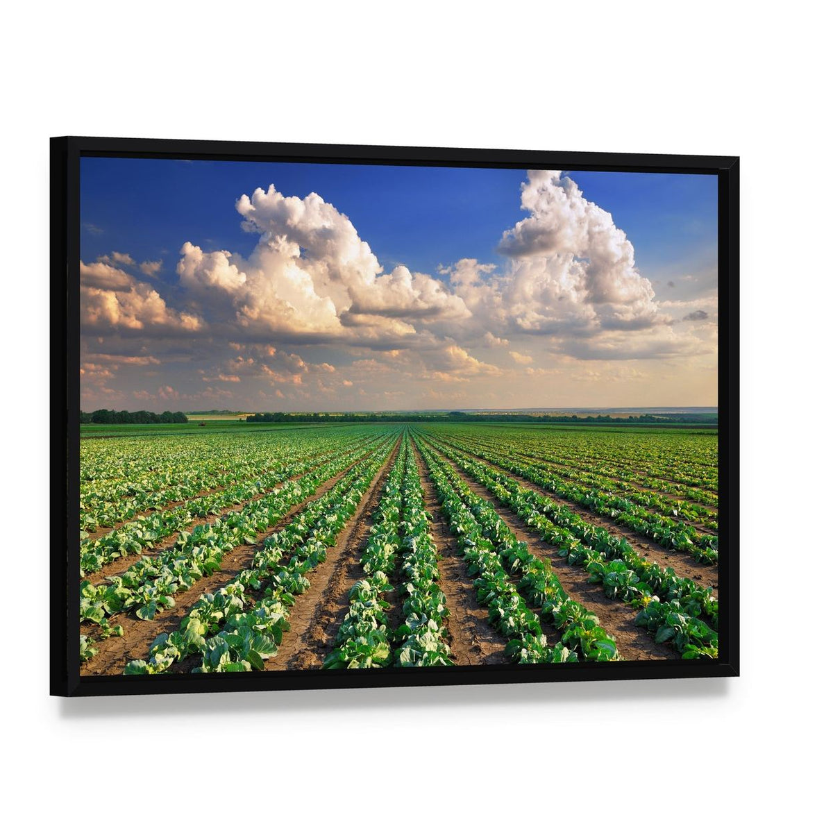 Sunrise Over the Cabbage Field Canvas Wall Art, framed canvas in a black floater frame, angled product view