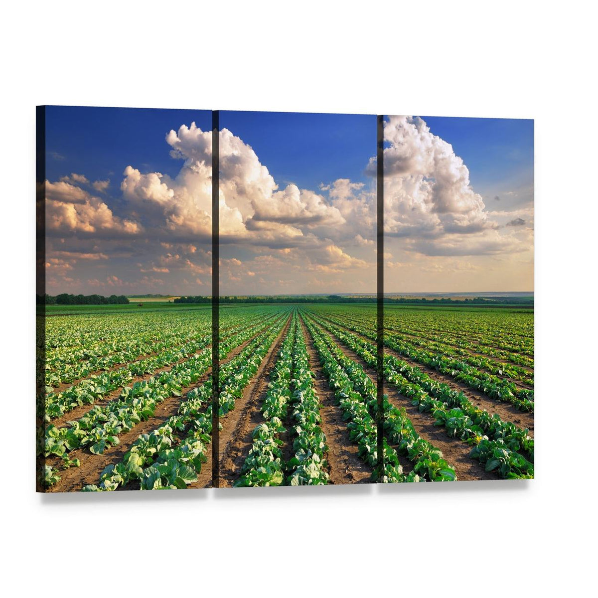 Sunrise Over the Cabbage Field Canvas Wall Art, 3 panel 3 Horizontal layout gallery wrapped canvas set, angled product view