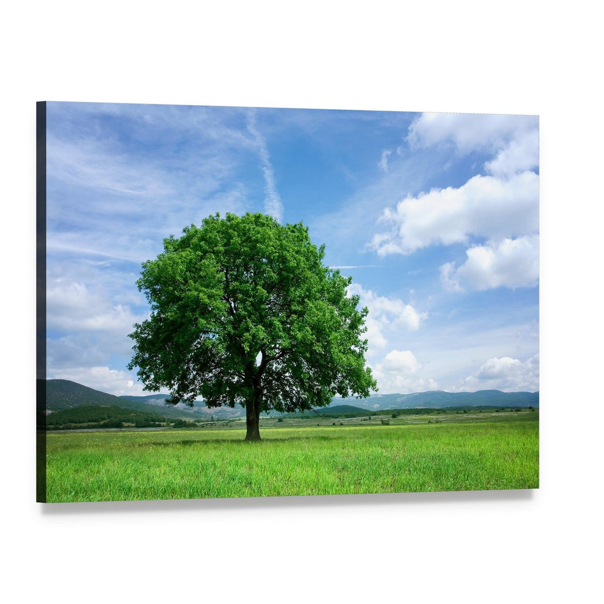 Tree on Green Field Canvas Wall Art, single panel gallery wrapped canvas, angled product view