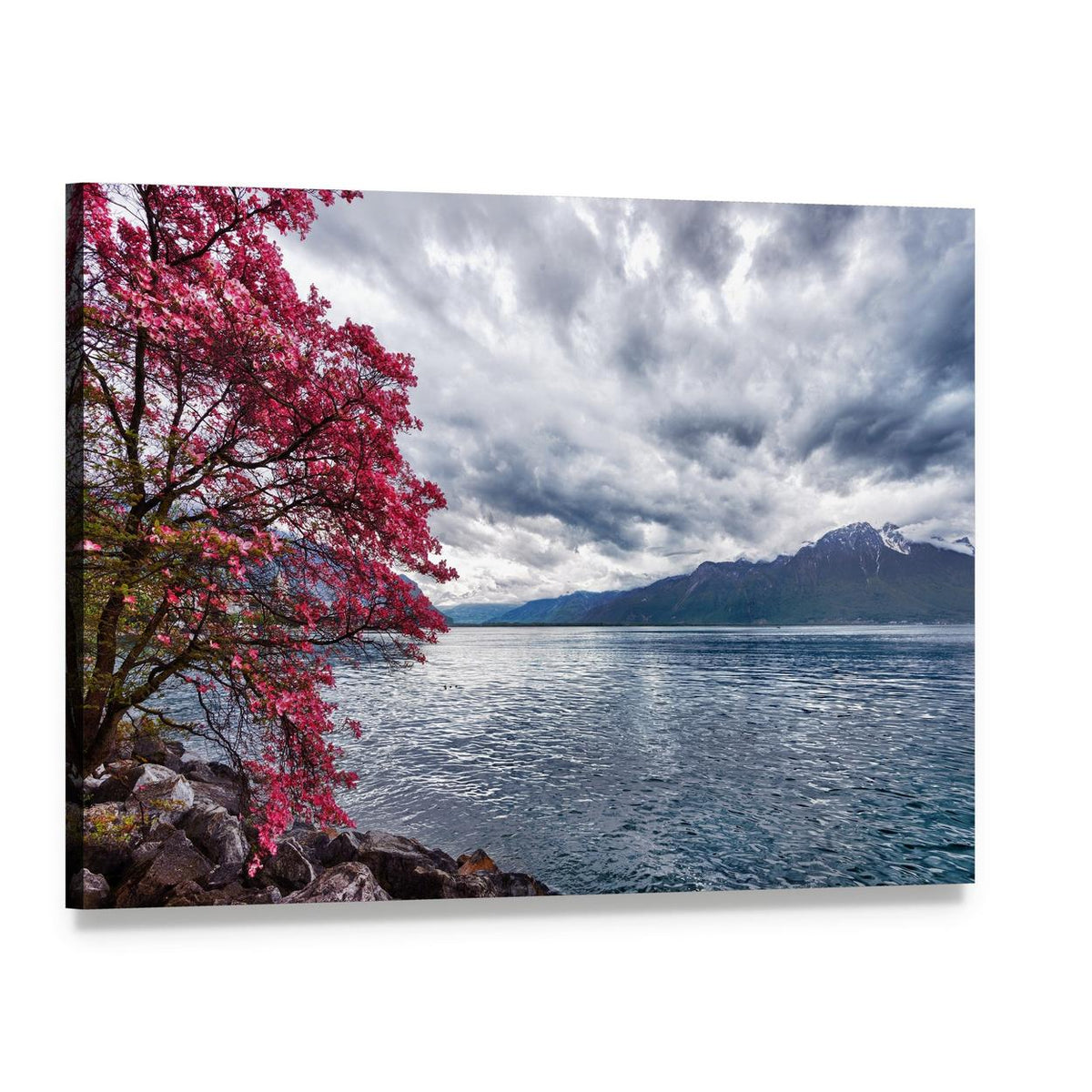 Pink Blossom Tree on Rocky Lake Shore Canvas Wall Art, single panel gallery wrapped canvas, angled product view