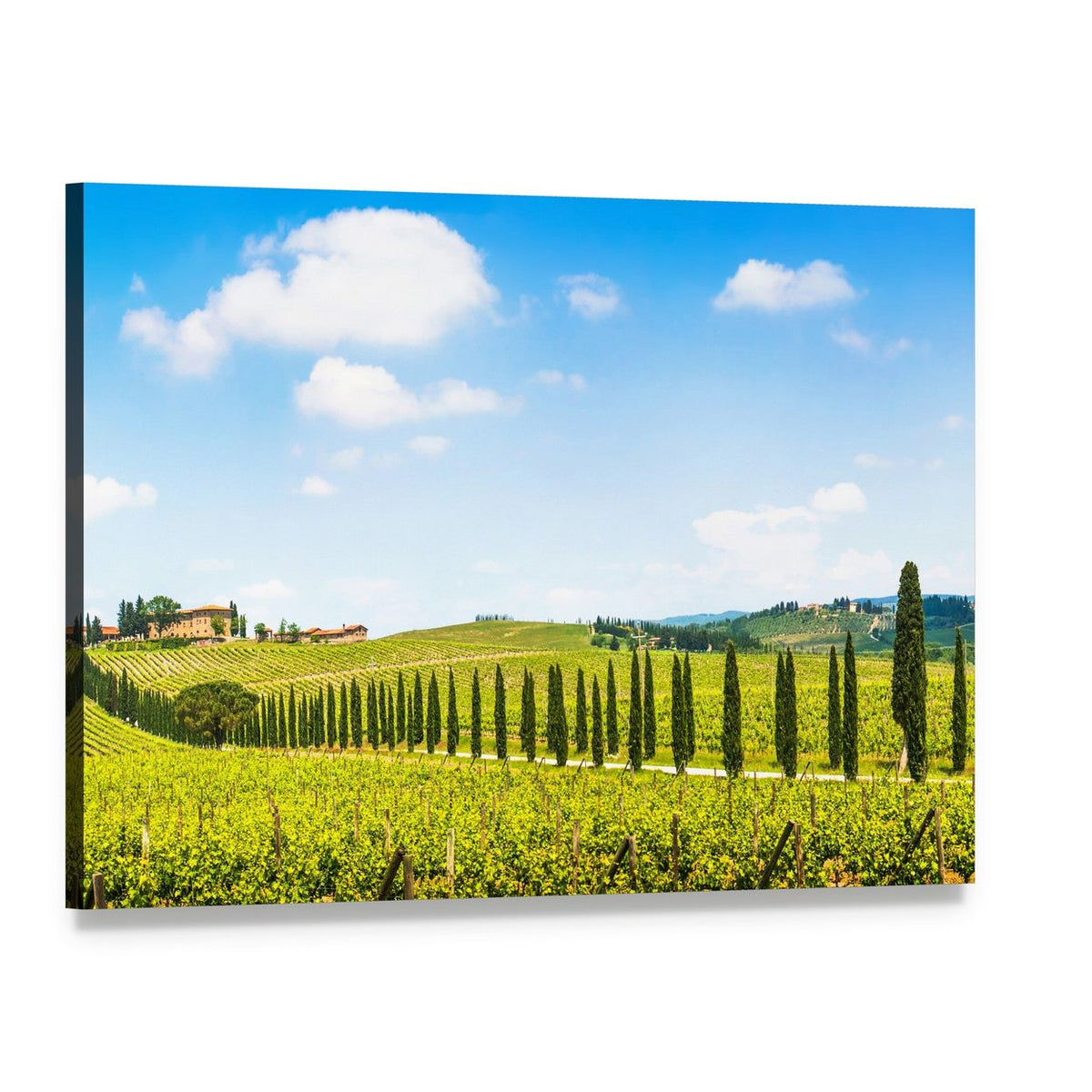 Tuscany Vineyard with Cypress Trees Canvas Wall Art, single panel gallery wrapped canvas, angled product view