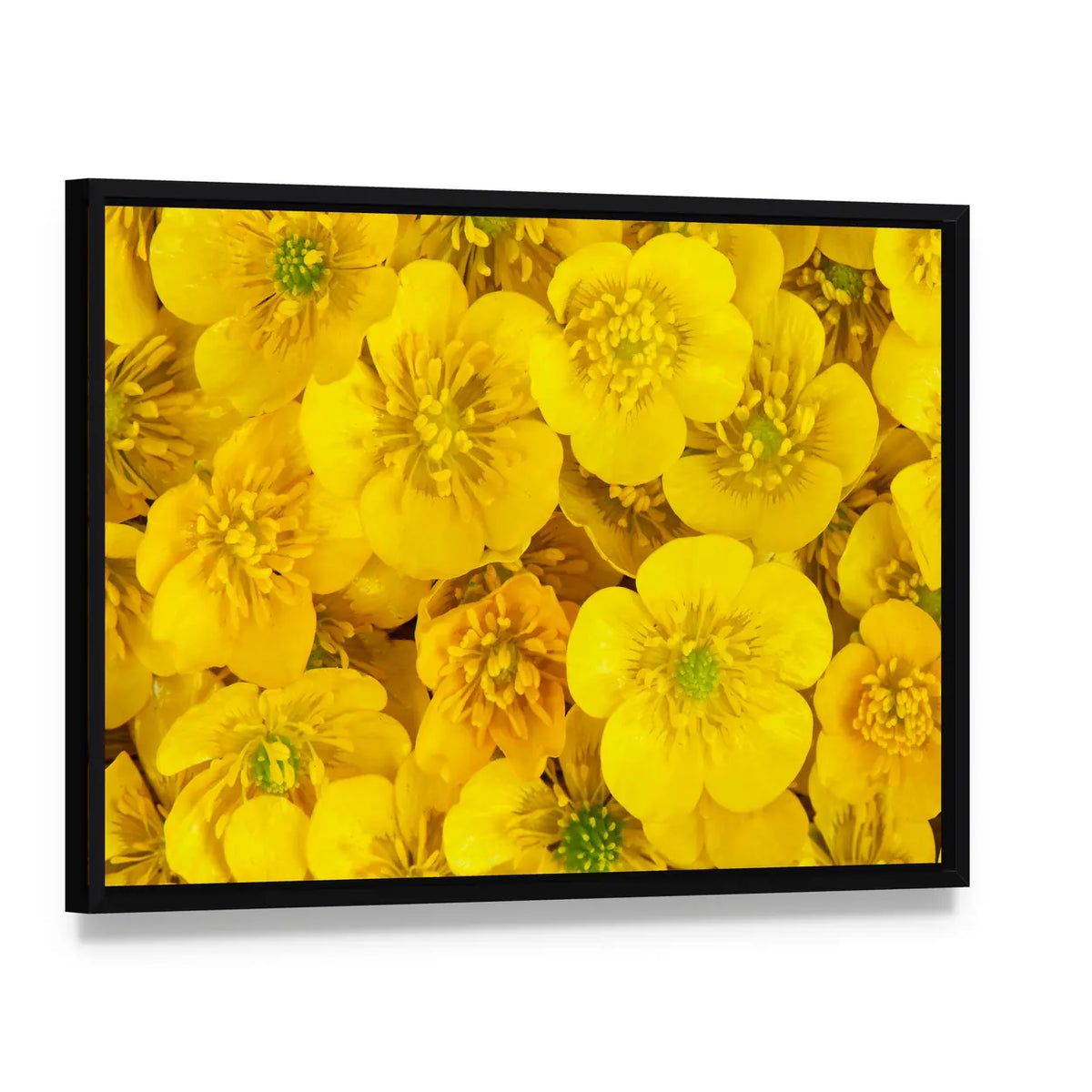 Yellow Wild Buttercups Canvas Wall Art, framed canvas in a black floater frame, angled product view