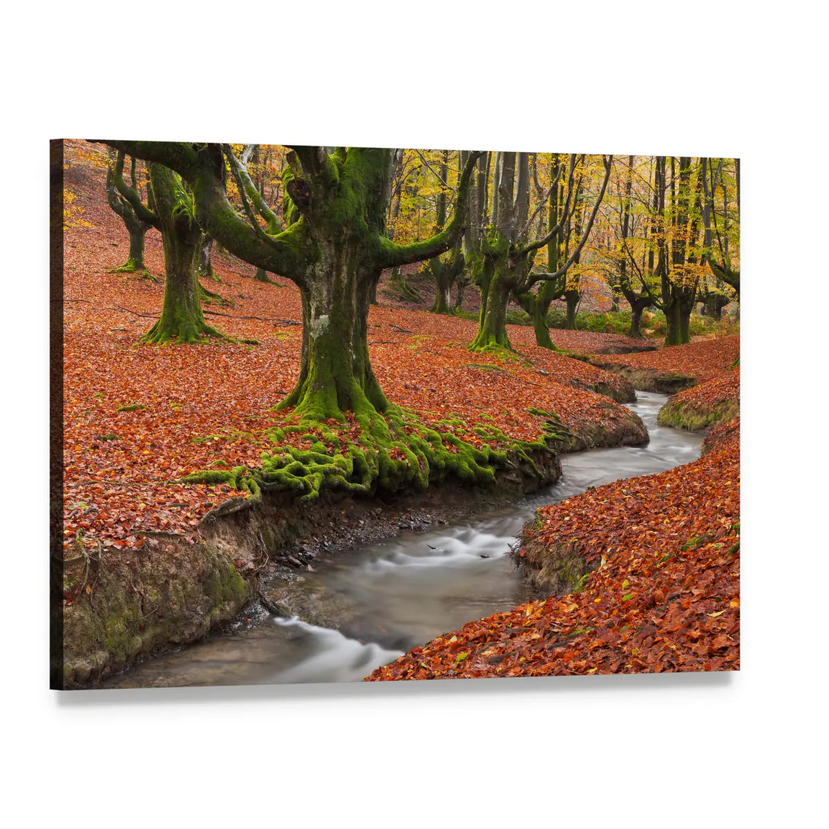 Autumn Forest Stream with Mossy Trees Canvas Wall Art, single panel gallery wrapped canvas, angled product view