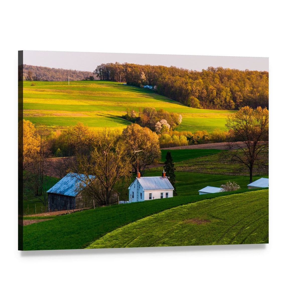 White Farmhouse and Weathered Barn at Golden Hour Canvas Wall Art, single panel gallery wrapped canvas, angled product view