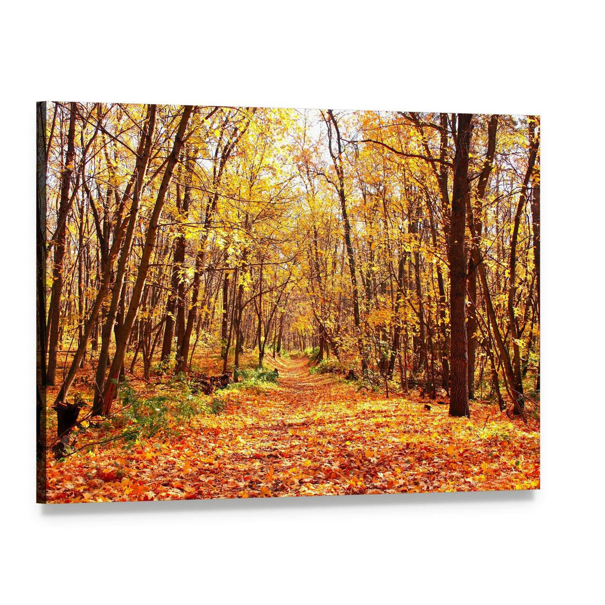 Autumn Forest Landscape Canvas Wall Art, single panel gallery wrapped canvas, angled product view