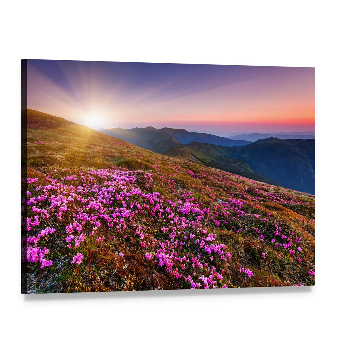 Pink Wildflowers on Rolling Mountains Canvas Wall Art, single panel gallery wrapped canvas, angled product view