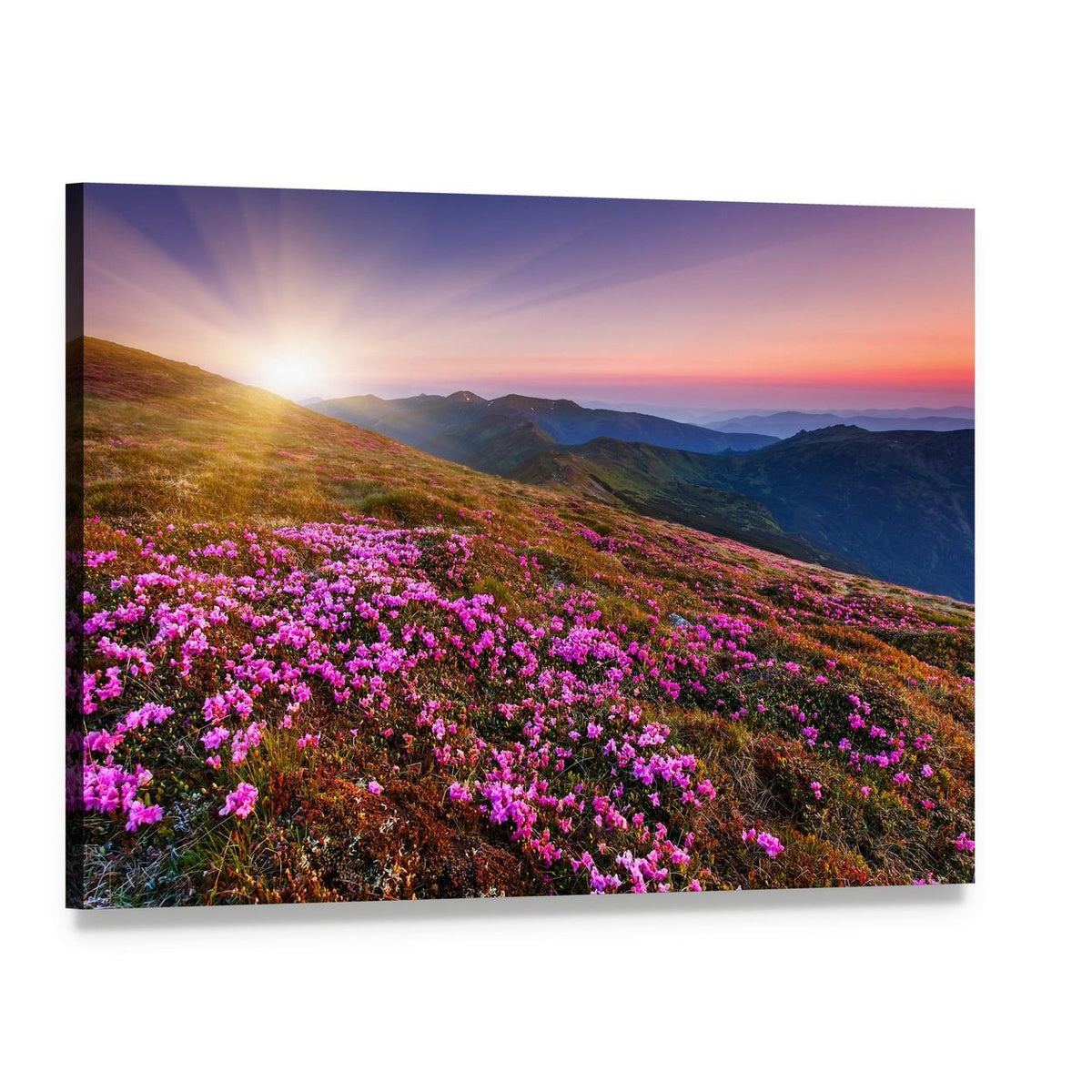 Pink Flowers on Mountain Canvas Wall Art, single panel gallery wrapped canvas, angled product view