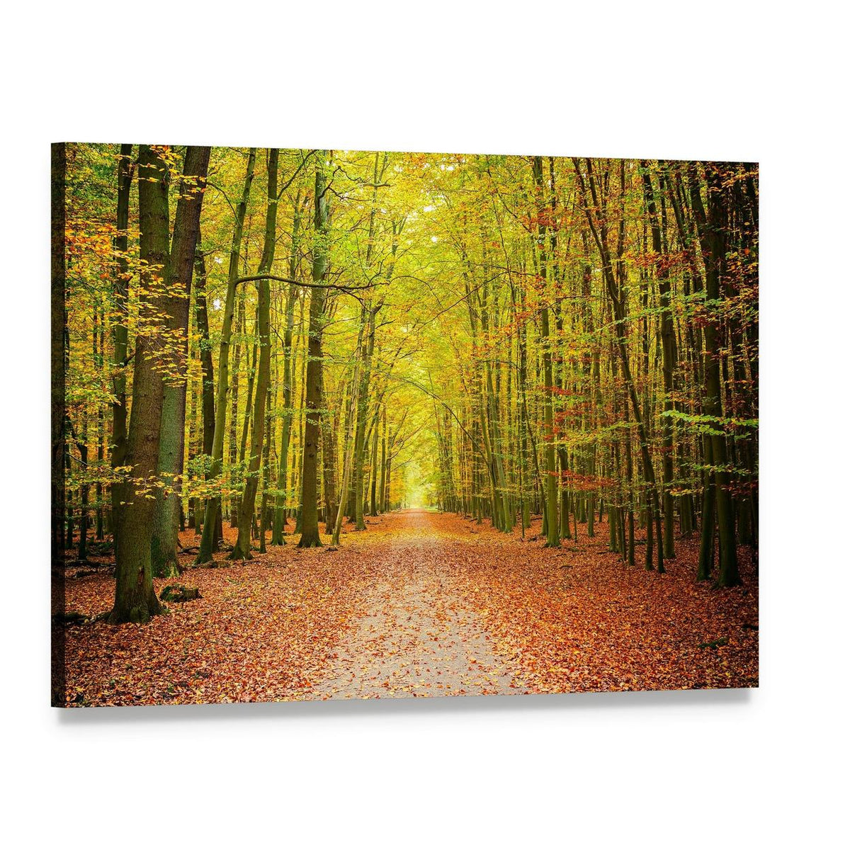 Pathway in the Autumn Forest Canvas Wall Art, single panel gallery wrapped canvas, angled product view