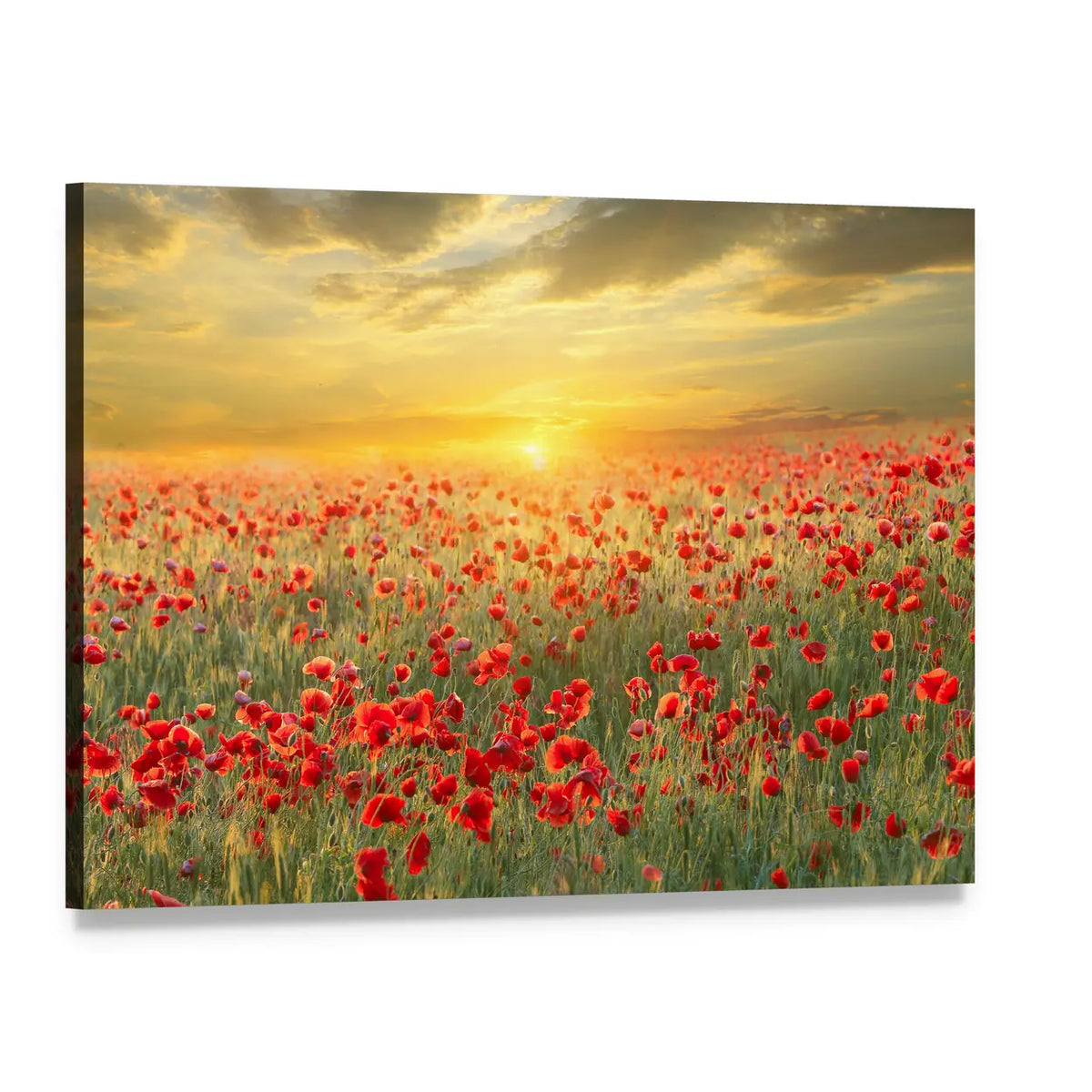 Poppy Field at Sunset Canvas Wall Art, single panel gallery wrapped canvas, angled product view