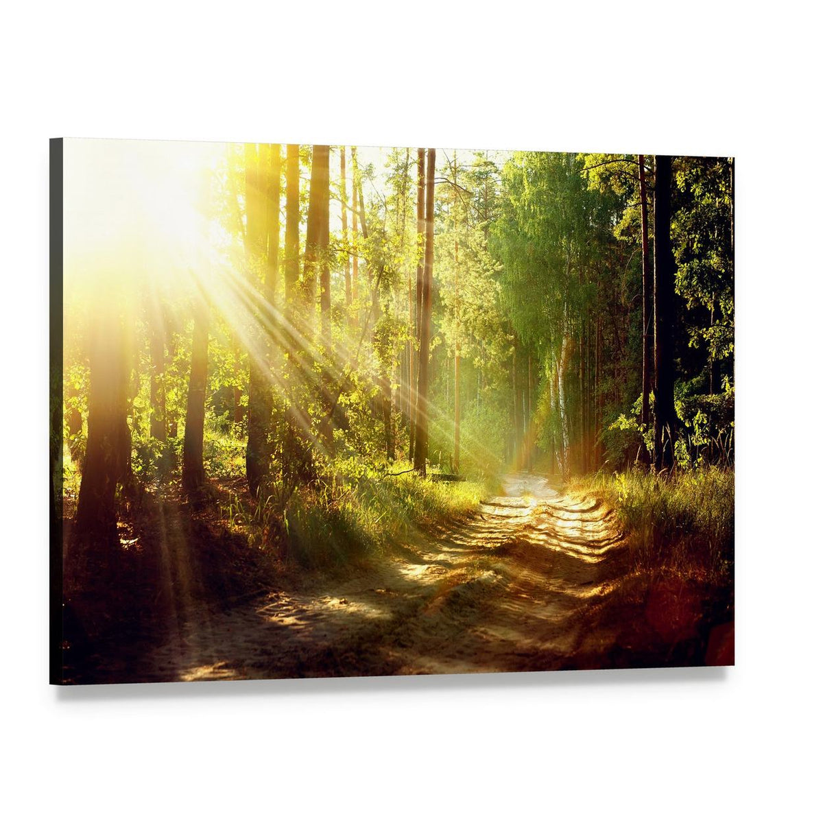 Forest Path with Sunbeams Canvas Wall Art, single panel gallery wrapped canvas, angled product view