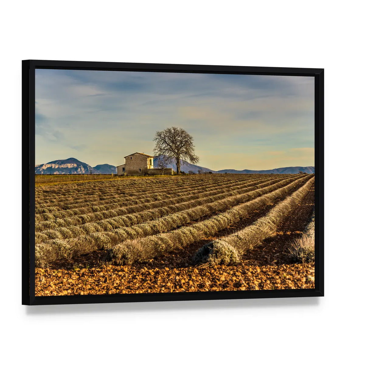 Unharvested Lavender Field In Provence France Canvas Wall Art, framed canvas in a black floater frame, angled product view