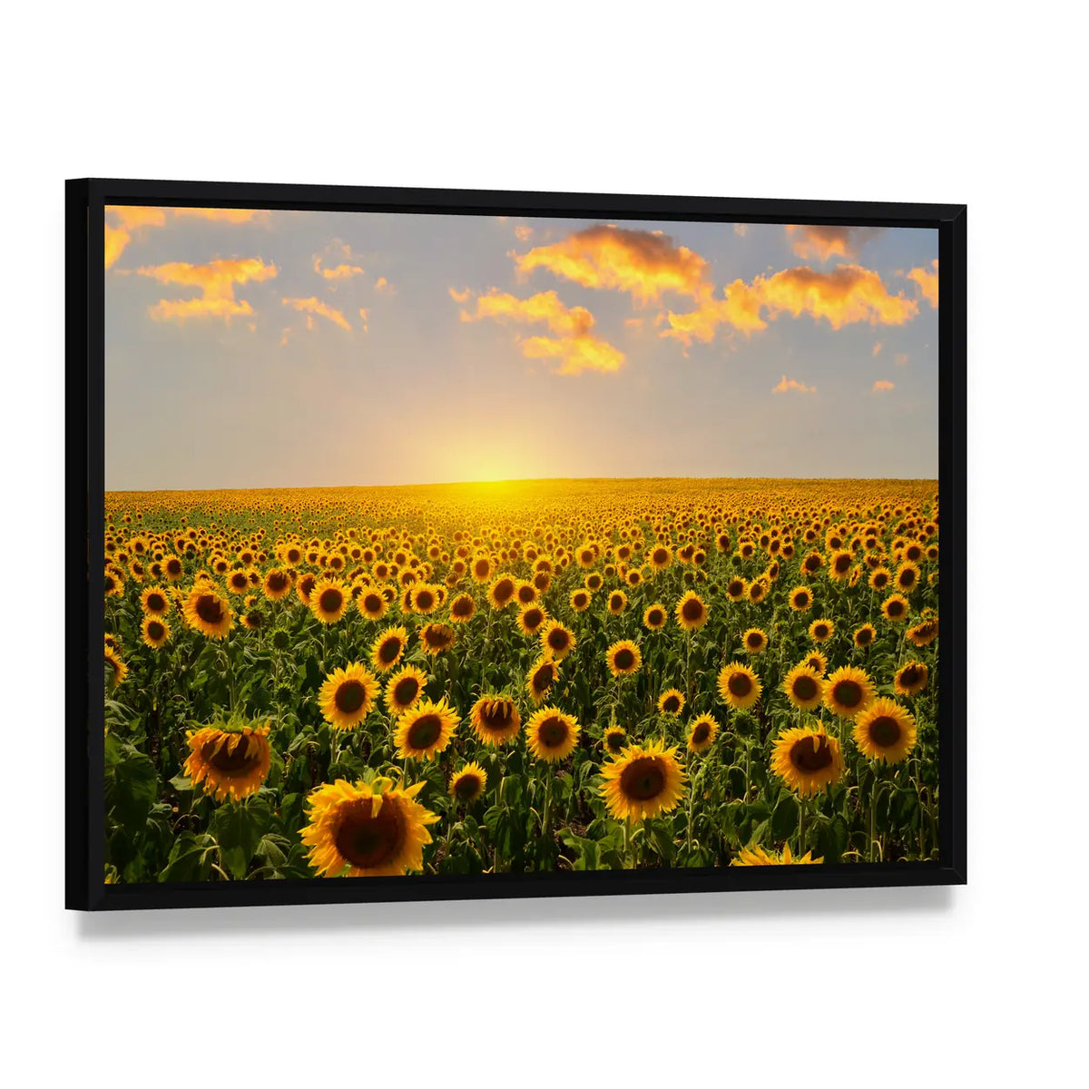 Blooming Sunflowers at Sunset Canvas Wall Art, framed canvas in a black floater frame, angled product view