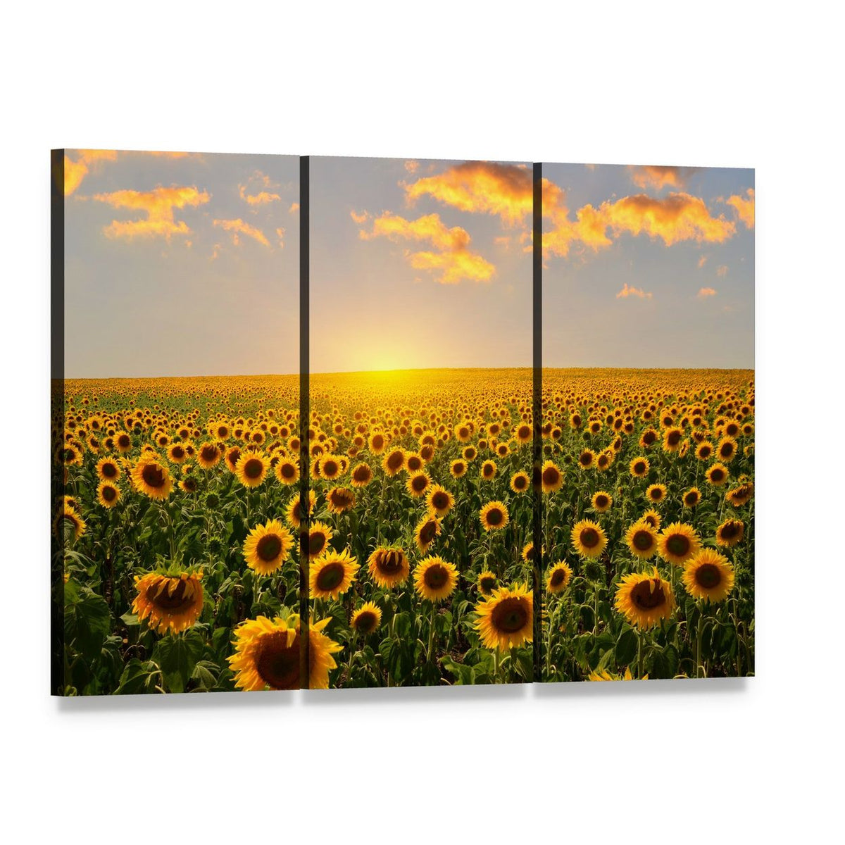 Blooming Sunflowers at Sunset Canvas Wall Art, 3 panel 3 Horizontal layout gallery wrapped canvas set, angled product view