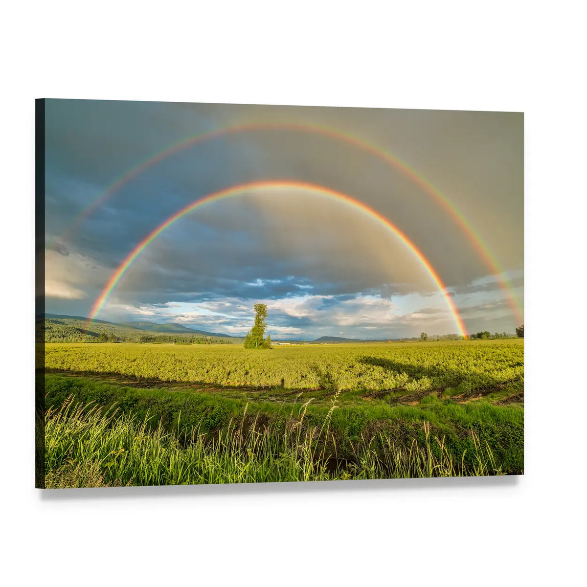 Blueberry Field Under Double Rainbow Canvas Wall Art, single panel gallery wrapped canvas, angled product view
