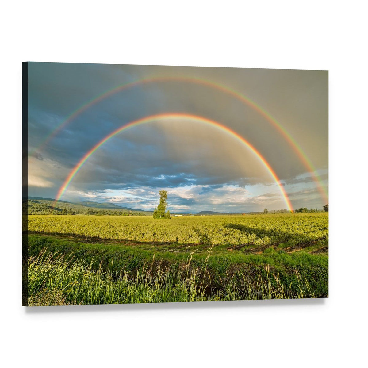 Blueberry Field Under Rainbow Canvas Wall Art, single panel gallery wrapped canvas, angled product view