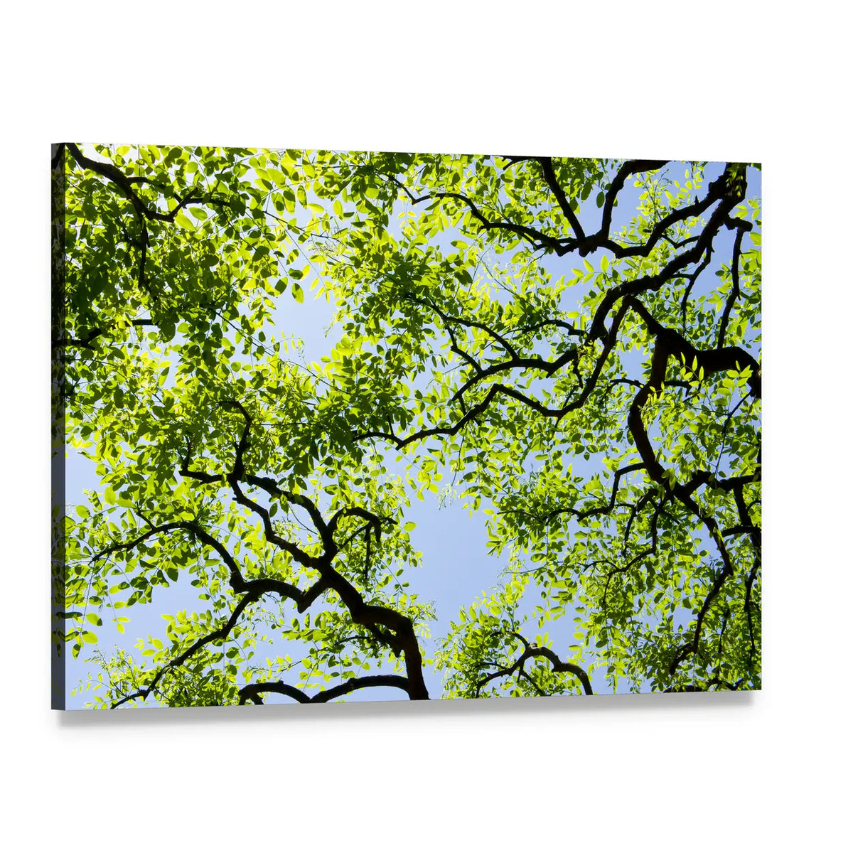Tree Canopy with Bright Blue Sky Canvas Wall Art, single panel gallery wrapped canvas, angled product view