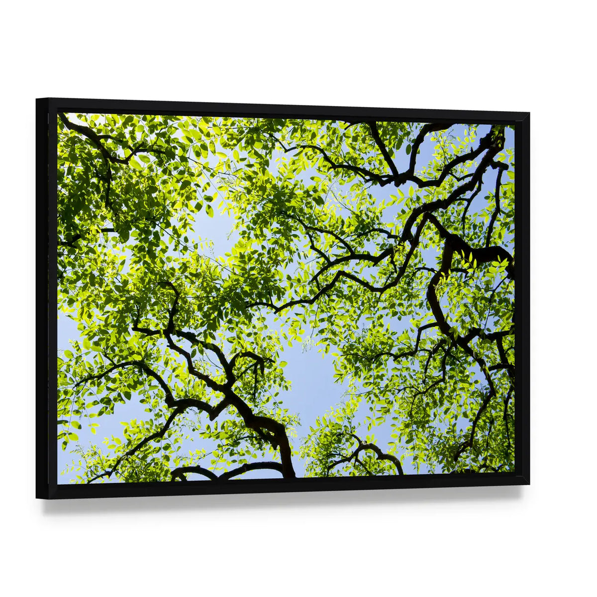Tree Canopy with Bright Blue Sky Canvas Wall Art, framed canvas in a black floater frame, angled product view