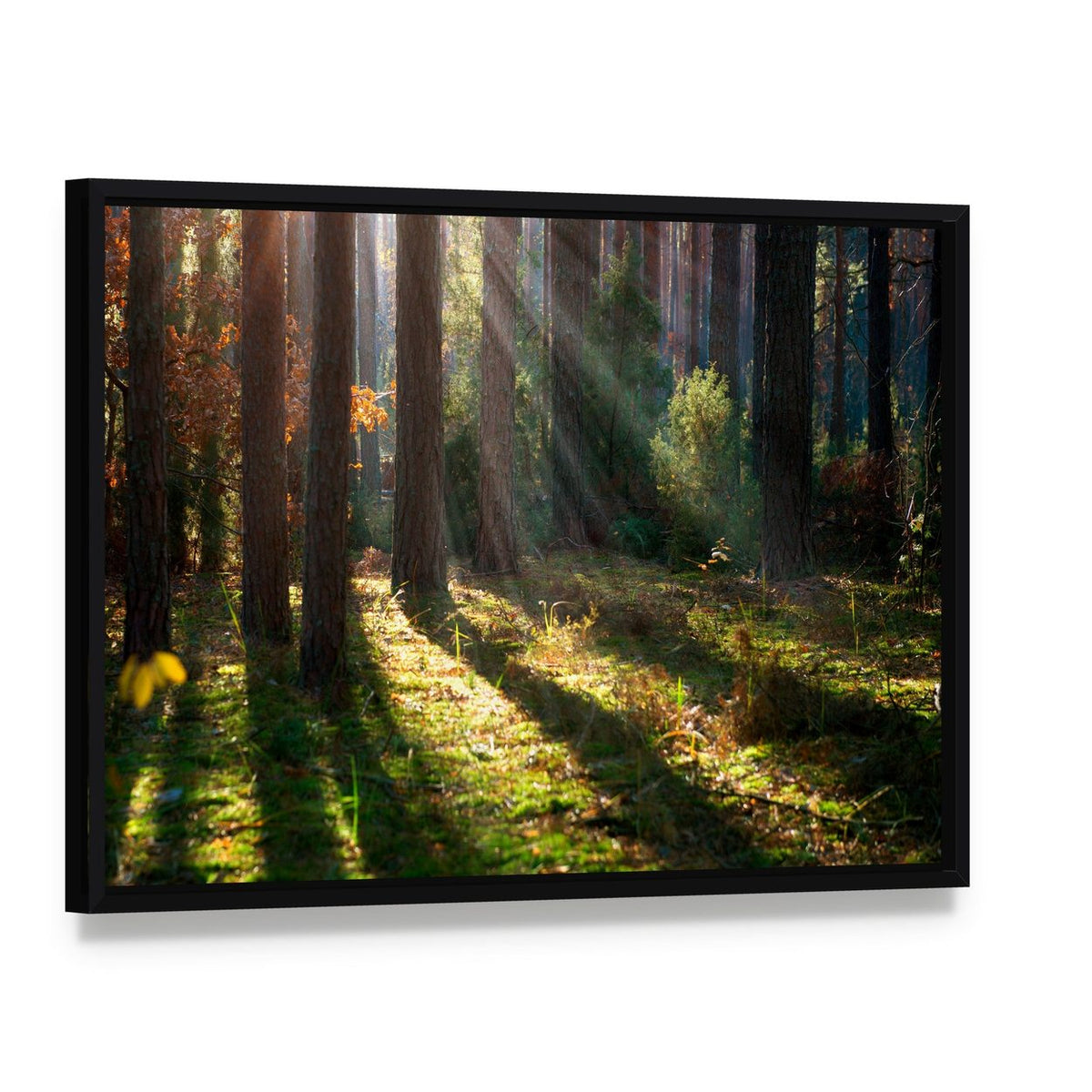 Sunlit Autumn Forest Canvas Wall Art, framed canvas in a black floater frame, angled product view