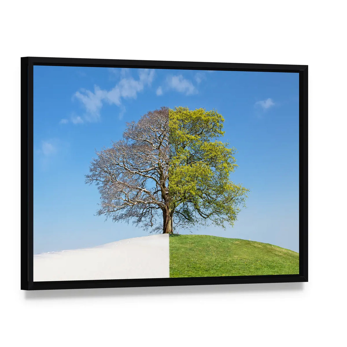 Tree Split Between Winter and Summer Canvas Wall Art, framed canvas in a black floater frame, angled product view