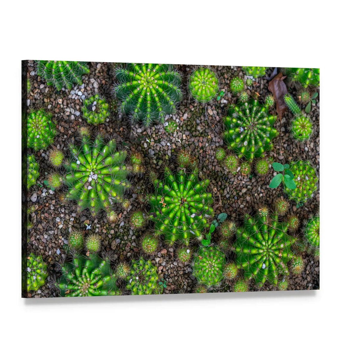Cactus Plants Close-up Canvas Wall Art, single panel gallery wrapped canvas, angled product view