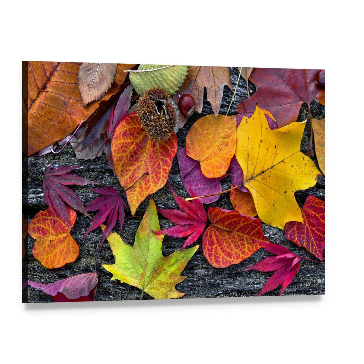 Colorful Autumn Leaves Canvas Wall Art, single panel gallery wrapped canvas, angled product view