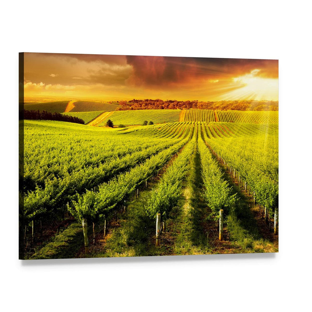 Sunset Over Vineyard Canvas Wall Art, single panel gallery wrapped canvas, angled product view