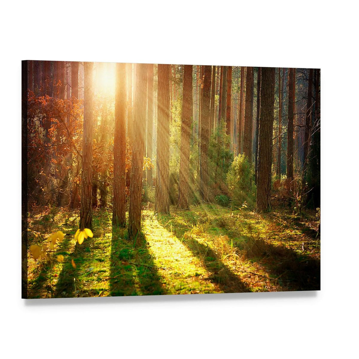 Misty Forest in Autumn Sunlight Canvas Wall Art, single panel gallery wrapped canvas, angled product view