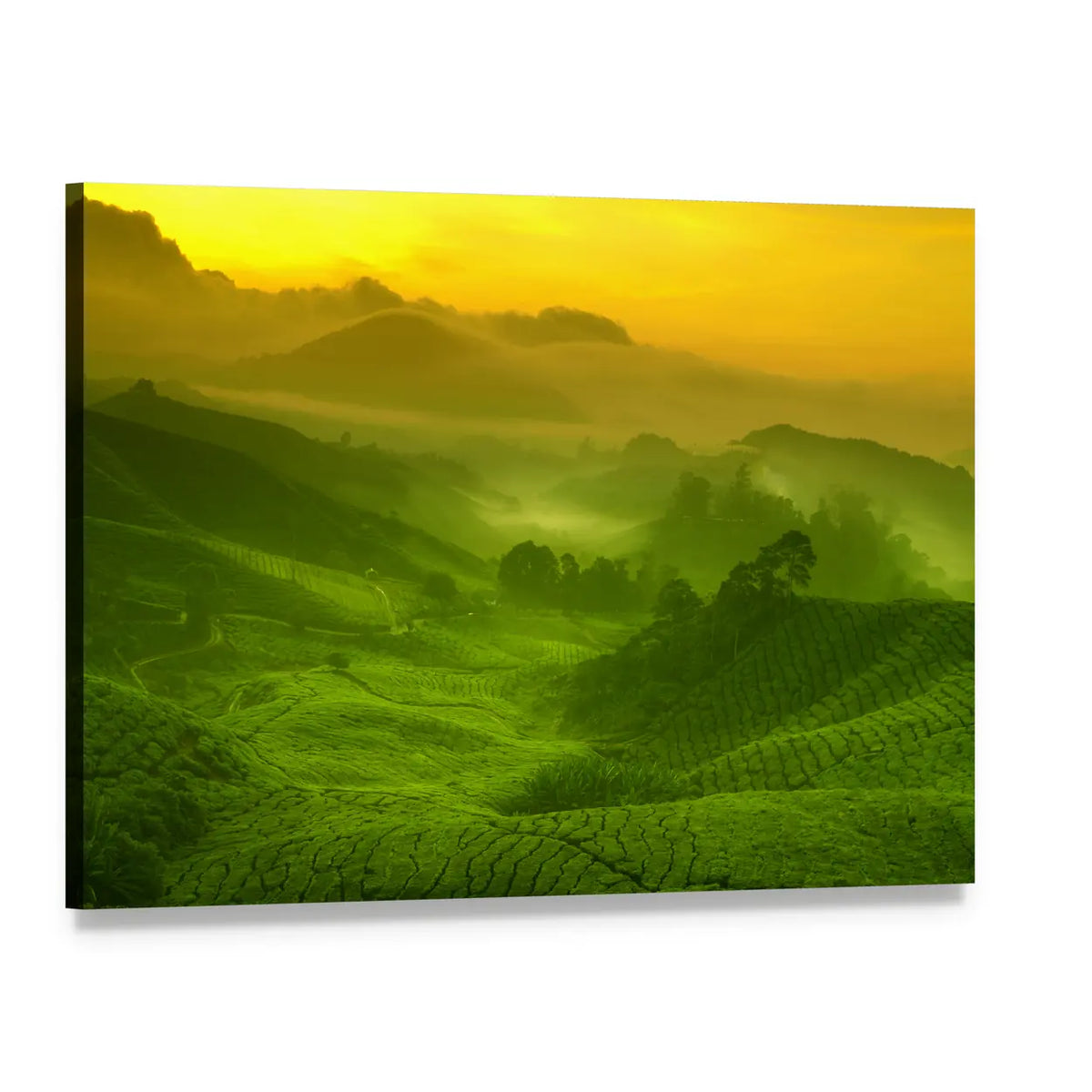 Tea Plantation In Cameron Highland At Sunrise Canvas Wall Art, single panel gallery wrapped canvas, angled product view