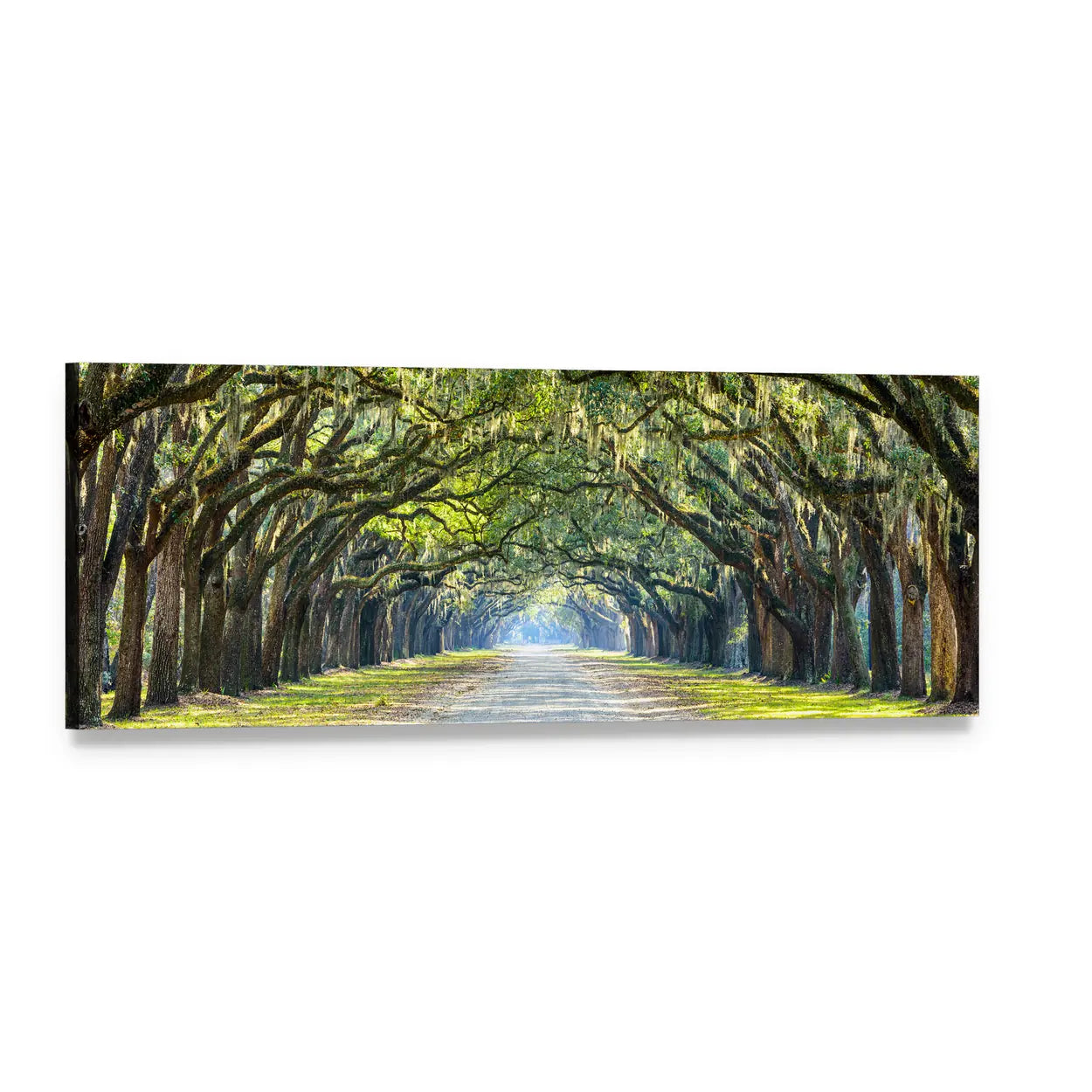 Oak Tree Tunnel with Spanish Moss Panoramic Canvas Wall Art, single panel gallery wrapped canvas, angled product view