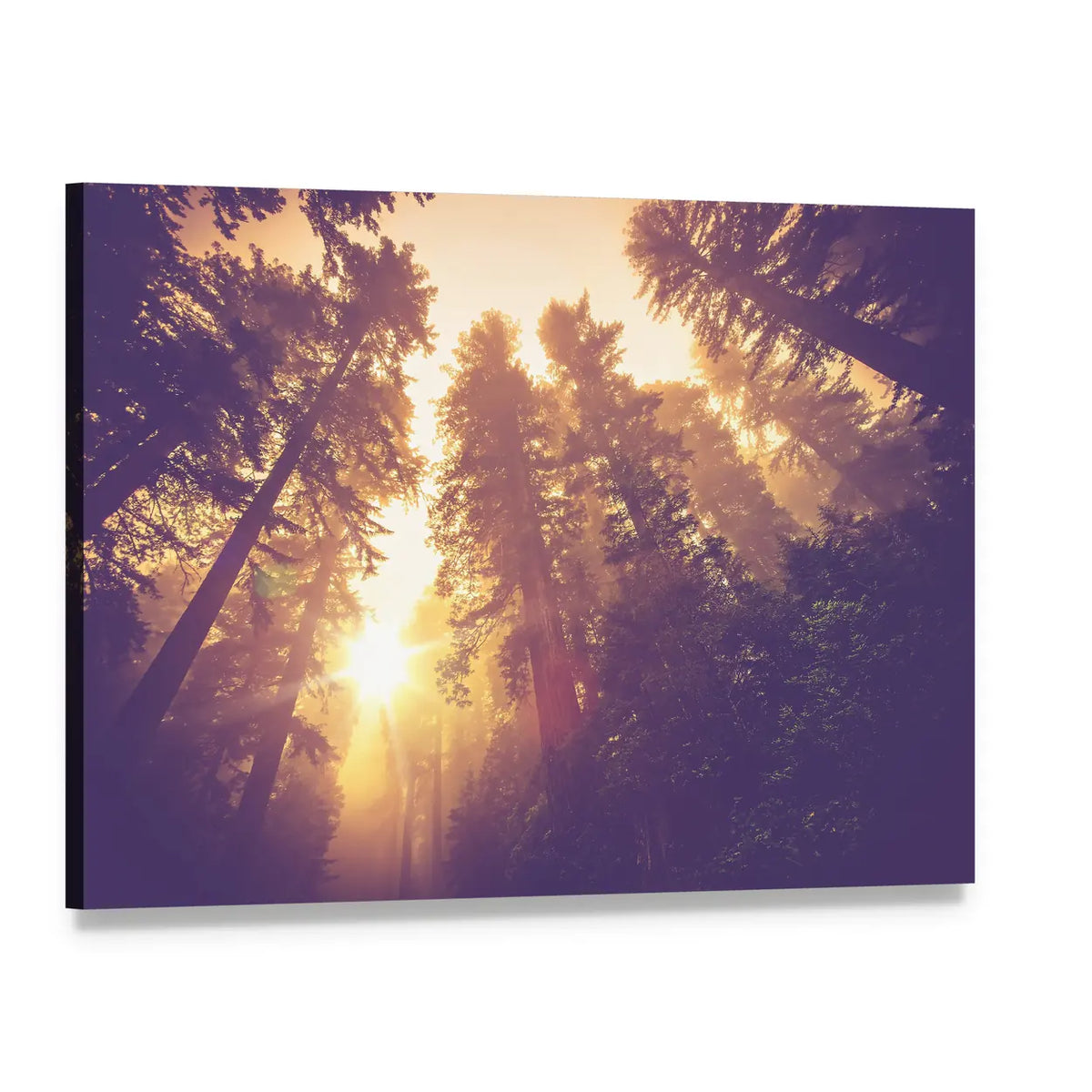 Warm Vintage Redwood Forest Canvas Wall Art, single panel gallery wrapped canvas, angled product view