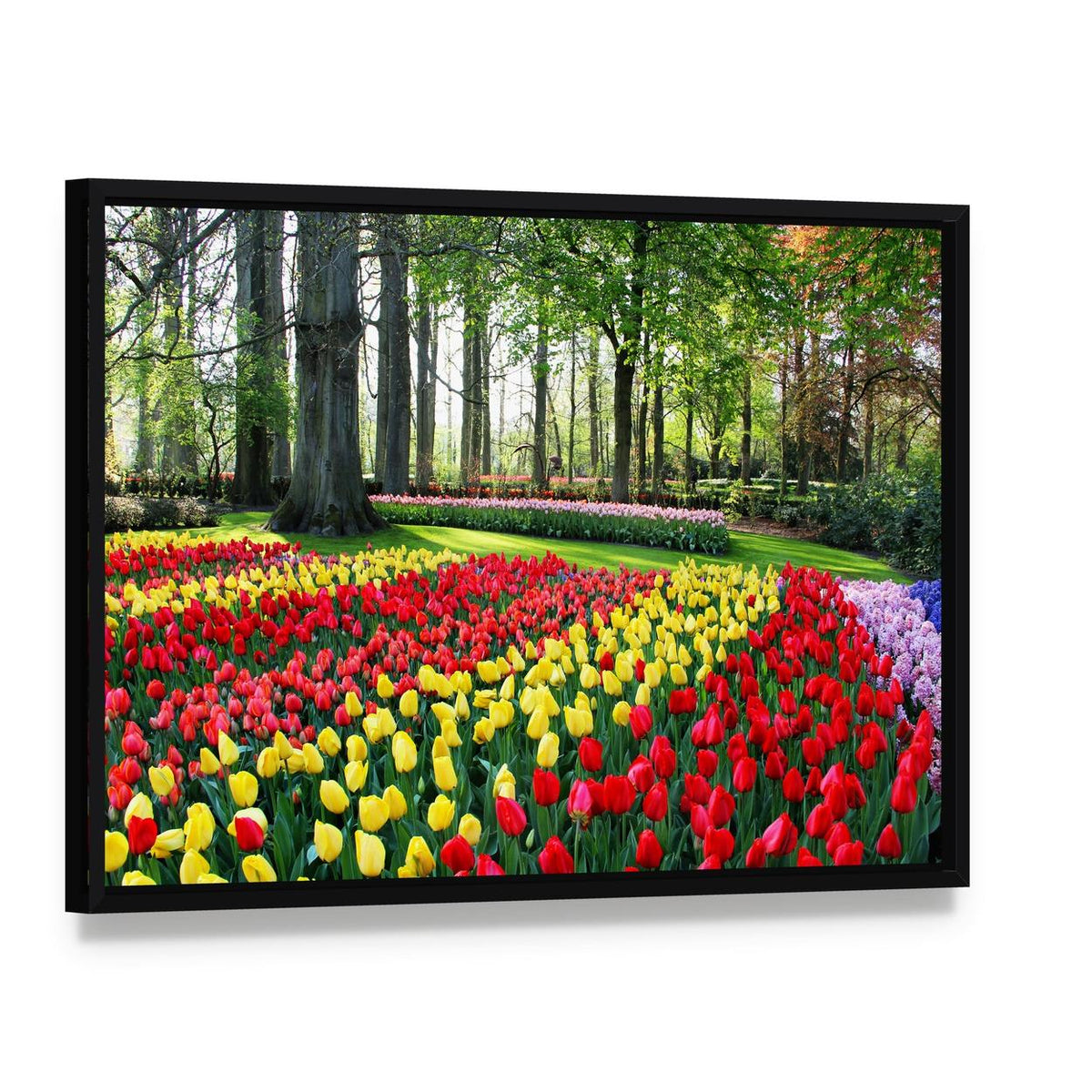 Vibrant Tulip Field in Spring Canvas Wall Art, framed canvas in a black floater frame, angled product view