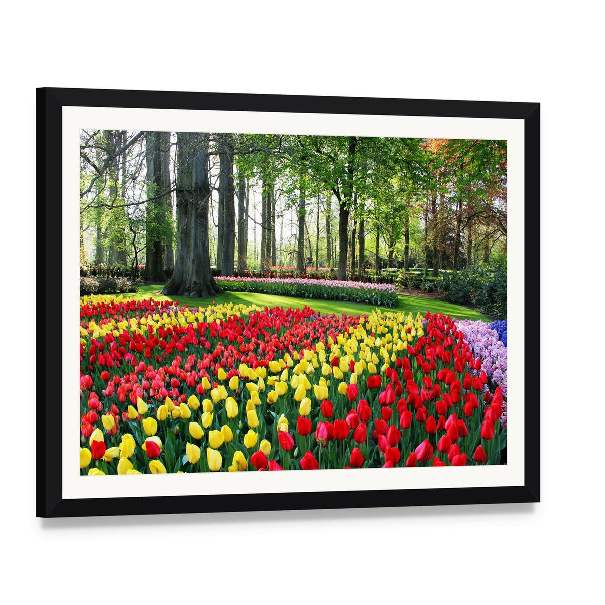 Vibrant Tulip Field in Spring Canvas Wall Art, framed print with white mat and black frame, angled product view