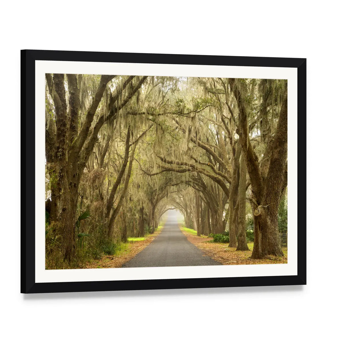 Oak Tunnel Road with Spanish Moss Canvas Wall Art, framed print with white mat and black frame, angled product view