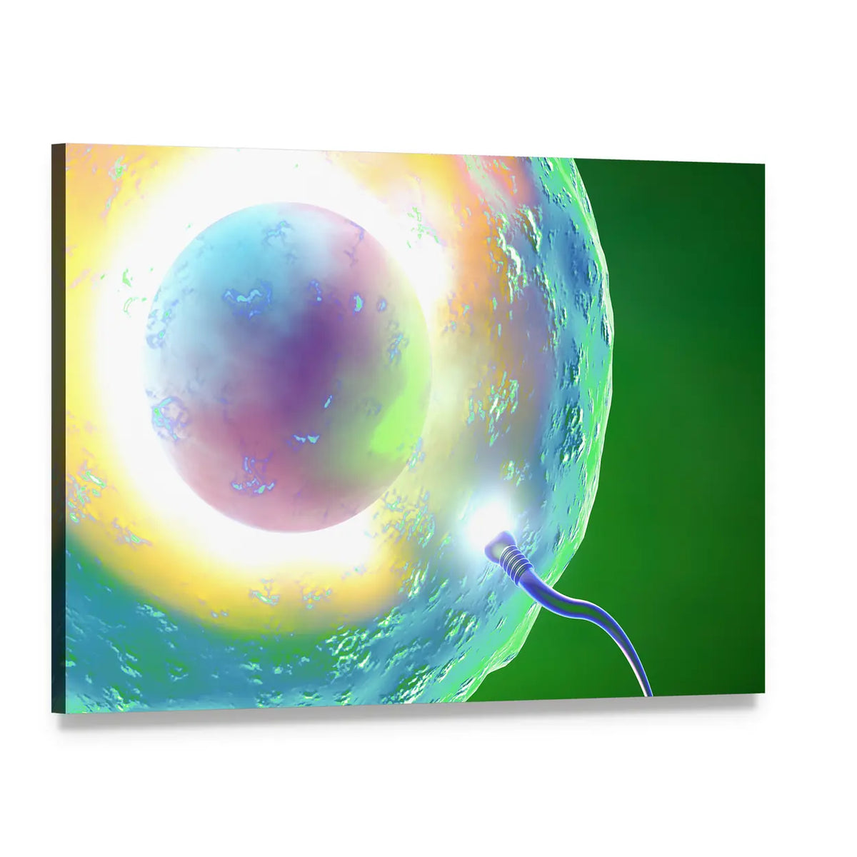Ovum and Sperm at Conception Canvas Wall Art, single panel gallery wrapped canvas, angled product view