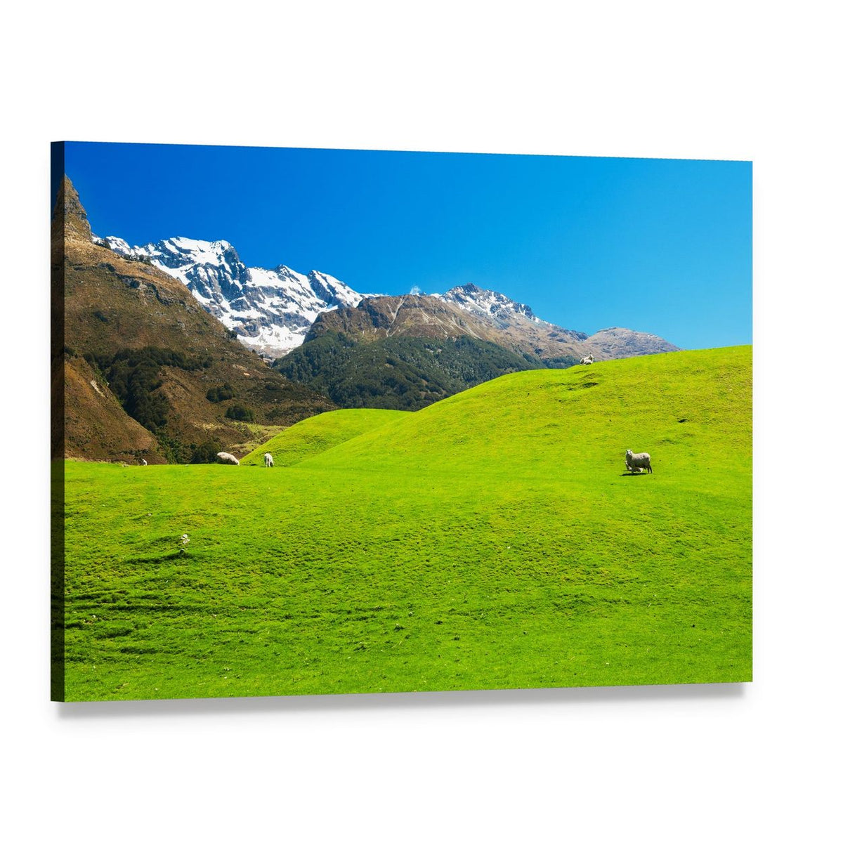 New Zealand Hills with Sheep and Snowy Peaks Canvas Wall Art, single panel gallery wrapped canvas, angled product view