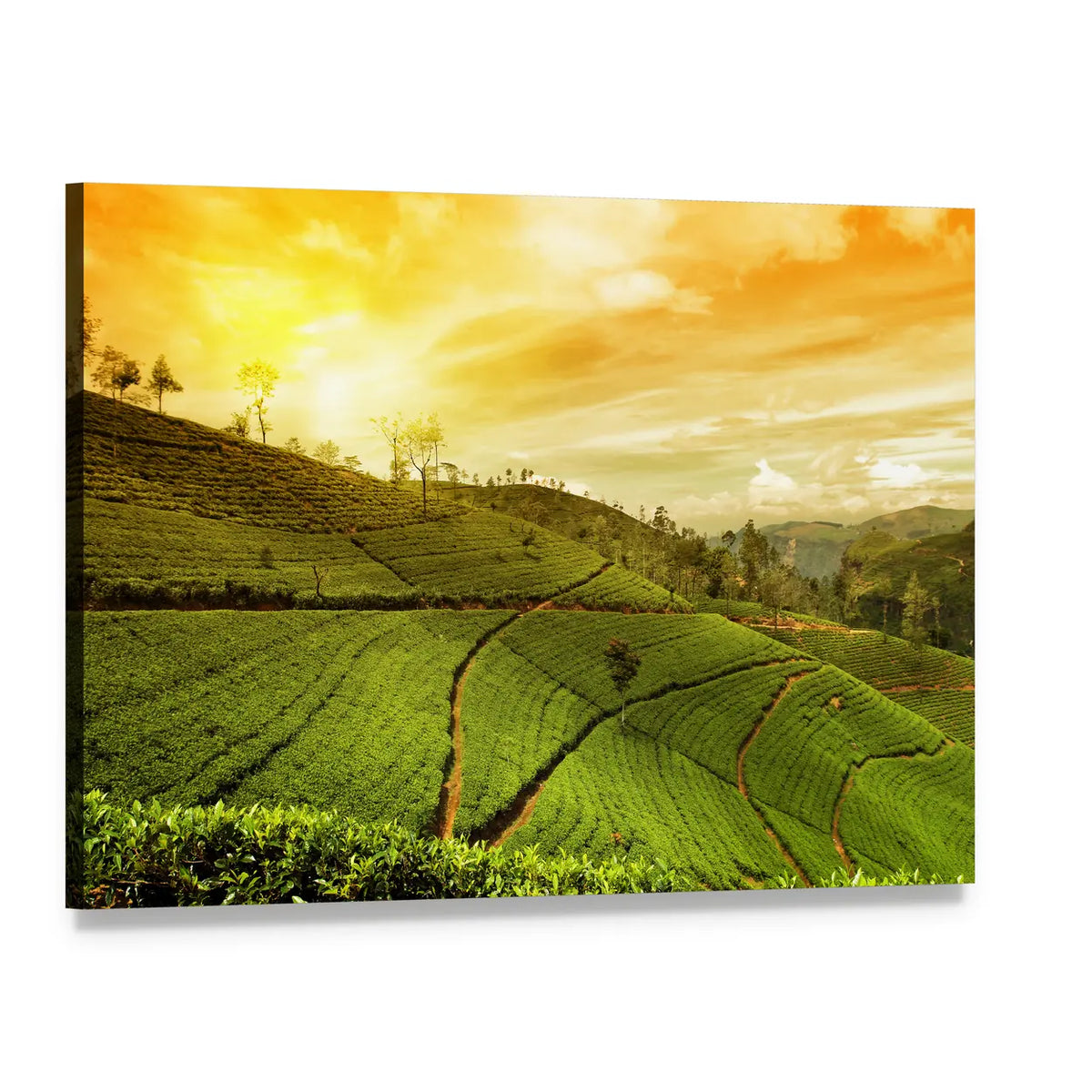 Tea Plantation Landscape Canvas Wall Art, single panel gallery wrapped canvas, angled product view