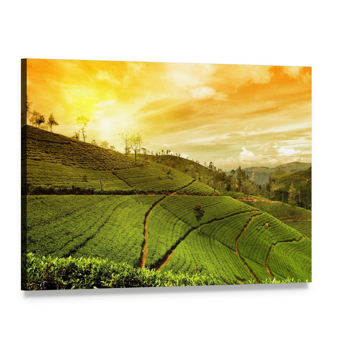 Tea Plantation at Sunset Canvas Wall Art, single panel gallery wrapped canvas, angled product view